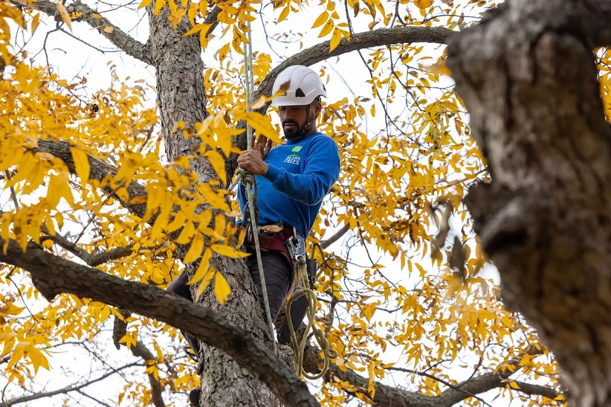 Skilled Tree Transplanting crew working in Hartsburg